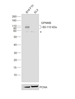 GPNMB Antibody in Western Blot (WB)