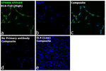 GPNMB Recombinant Rat Monoclonal Antibody (CTSREVL), Alexa Fluor™ Plus 488