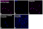 GPNMB Antibody