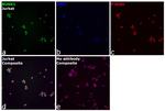 RUNX1 Recombinant Rat Monoclonal Antibody (RXDMC)
