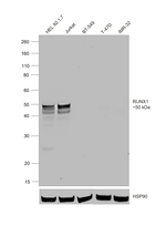 RUNX1 Recombinant Rat Monoclonal Antibody (RXDMC)