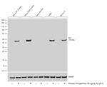 IDO Antibody in Western Blot (WB)