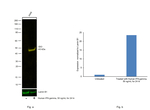IDO Antibody