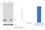 CCL3 (MIP-1 alpha) Antibody
