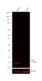 CCL3 (MIP-1 alpha) Antibody in Western Blot (WB)