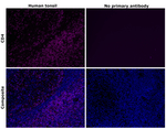 CD4 Antibody in Immunohistochemistry (Paraffin) (IHC (P))