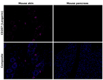 CD207 (Langerin) Antibody