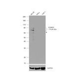 EOMES Antibody