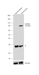 EOMES Antibody