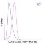 EOMES Antibody