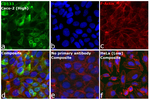 CD133 (Prominin-1) Antibody