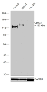 CD133 (Prominin-1) Antibody in Western Blot (WB)