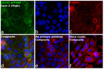 CD133 (Prominin-1) Recombinant Mouse Monoclonal Antibody (TMP4), Alexa Fluor™ Plus 488