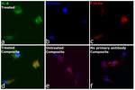 IL-8 (1-77) (CXCL8) Recombinant Mouse Monoclonal Antibody (8CH)
