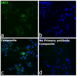 IRF7 Recombinant Rat Monoclonal Antibody (RDP4ND4)