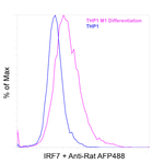 IRF7 Antibody