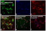 CD209 (DC-SIGN) Antibody