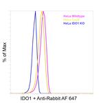 IDO Antibody in Flow Cytometry (Flow)