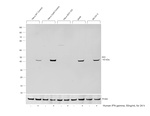 IDO Antibody in Western Blot (WB)
