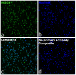 VSIG4 Recombinant Mouse Monoclonal Antibody (JAV4)