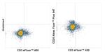CD20 Antibody