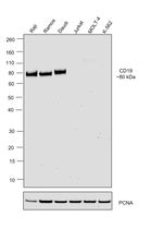 CD19 Antibody in Western Blot (WB)