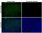 CD19 Antibody in Immunohistochemistry (Paraffin) (IHC (P))