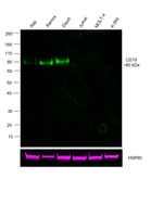 CD19 Antibody in Western Blot (WB)