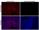 CD19 Antibody in Immunohistochemistry (Paraffin) (IHC (P))