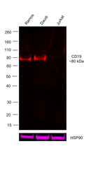 CD19 Antibody in Western Blot (WB)