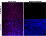 CD19 Antibody in Immunohistochemistry (Paraffin) (IHC (P))