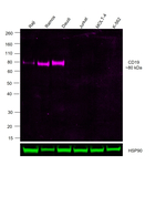 CD19 Antibody