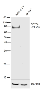 CD204 Antibody in Western Blot (WB)