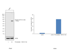 Phospho-SLP-76 (Tyr128) Antibody