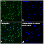 TL1A Recombinant Mouse Monoclonal Antibody (Tandys1a)