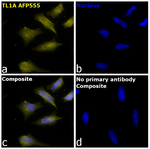 TL1A Recombinant Mouse Monoclonal Antibody (Tandys1a), Alexa Fluor™ Plus 555