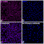 IL-20RB Antibody in Immunocytochemistry (ICC/IF)