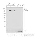 CD11b Antibody in Western Blot (WB)