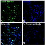 CD11b Recombinant Mouse Monoclonal Antibody (C67F154), Alexa Fluor™ Plus 488