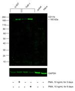 CD11b Antibody in Western Blot (WB)