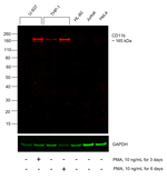 CD11b Recombinant Mouse Monoclonal Antibody (C67F154), Alexa Fluor™ Plus 555