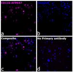 CD11b Antibody in Immunocytochemistry (ICC/IF)