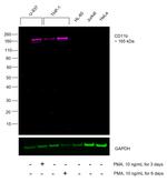 CD11b Antibody in Western Blot (WB)