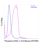 Phospho-CHK2 (Thr68) Antibody