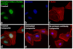 Phospho-CHK2 (Thr68) Recombinant Mouse Monoclonal Antibody (ebchk2), Alexa Fluor™ Plus 488