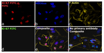 FITC Antibody