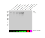 FITC Antibody in Western Blot (WB)
