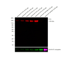 FITC Antibody in Western Blot (WB)