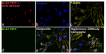 FITC Antibody
