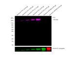 FITC Antibody in Western Blot (WB)